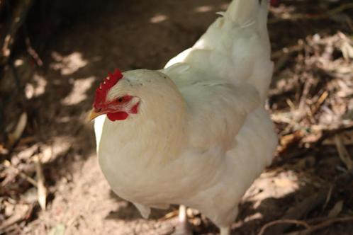 Witte leghorn en sussex kippen beschikbaar, Dieren en Toebehoren, Pluimvee, Kip, Meerdere dieren