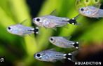 Corydoras Hastatus Zeldzaam aquariumvis, Vis, Zoetwatervis, Schoolvis