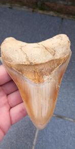 Megalodon haaientand uit Indonesië fossiel., Ophalen of Verzenden, Fossiel