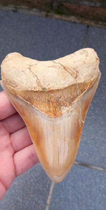 Megalodon haaientand uit Indonesië fossiel. beschikbaar voor biedingen