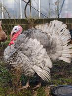 Kalkoen haan van 7 maanden, Mannelijk, Kalkoen