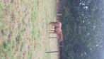 PikzwarteFok-/recreatiemerrie/Leuke, veelzijdige, jonge ruin, Dieren en Toebehoren, Paarden, Gechipt, Ruin, Niet van toepassing