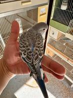 Grasparkiet bf en dun fallow spliten, Dieren en Toebehoren, Vogels | Parkieten en Papegaaien
