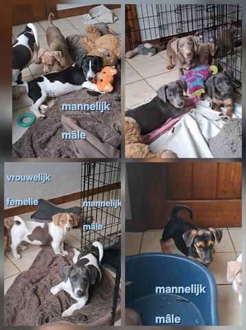 Lieve jack russell pups op boerderij ouders aanwezig  beschikbaar voor biedingen
