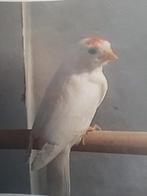 sizerins blancs, Dieren en Toebehoren, Vogels | Overige Vogels, Mannelijk, Wildzangvogel, Geringd