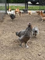 Marans ( Jonge hennen), Dieren en Toebehoren, Vrouwelijk, Kip