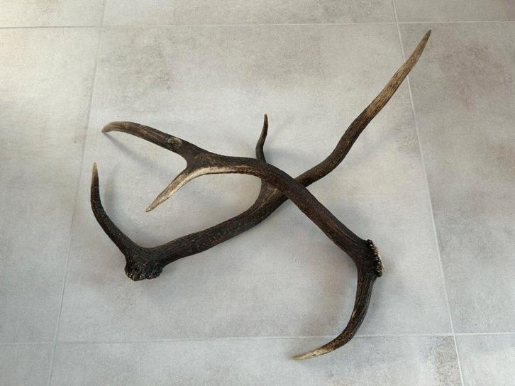 Decoratieve geweien, los koppel hert, edelhert, Collections, Collections Animaux, Utilisé, Bois ou Tête, Cerf, Enlèvement ou Envoi