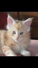 Prachtige Maine Coon katertje, Kater, Gechipt, 0 tot 2 jaar