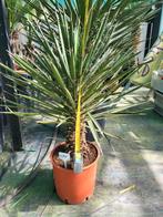 Yucca filifera, 65cm planthoogte, Tuin en Terras, Ophalen of Verzenden