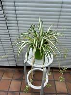 Kamerplant Graslelie - Chlorophytum., Huis en Inrichting, Kamerplanten, Ophalen