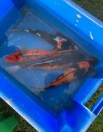 Japanse koi’s
