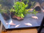 Corydoras albino en sterbai, Ophalen, Zo goed als nieuw