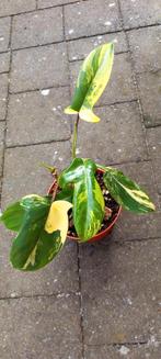 Philodendron florida beauty, Huis en Inrichting, Kamerplanten, Ophalen