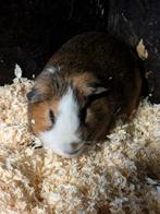 Cavia beertje, Augustus, Cavia, Tam