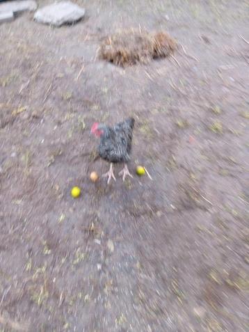 Mechelse koekoek haan  beschikbaar voor biedingen