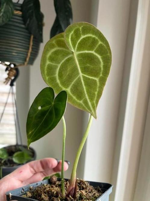 Anthurium Clarinervium, Maison & Meubles, Plantes d'intérieur, Enlèvement ou Envoi