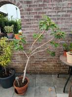 zelf gekweekte Vijgenboom.. Heeft gedragen, Tuin en Terras, Planten | Bomen, Overige soorten, 100 tot 250 cm, Ophalen, Volle zon