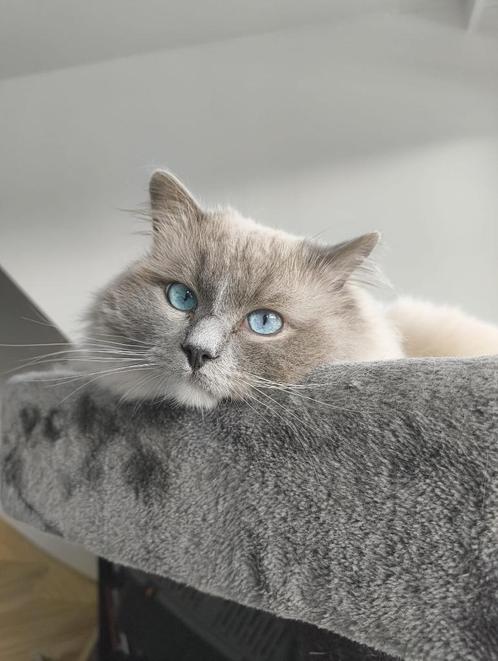 Ragdoll dekkater ter dekking, Dieren en Toebehoren, Katten en Kittens | Dekkaters, 0 tot 2 jaar