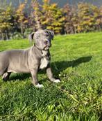 Leuke Amerikaanse Stafford pups, Dieren en Toebehoren, België, Jack Russell Terriër, CDV (hondenziekte), 8 tot 15 weken