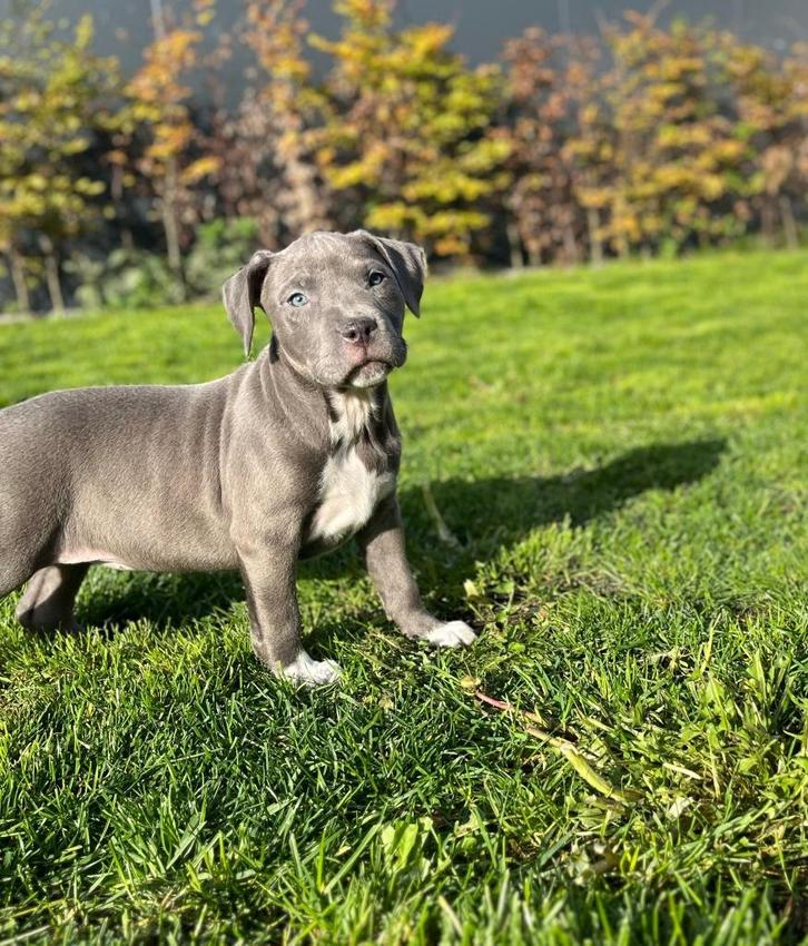 Leuke Amerikaanse Stafford pups, Dieren en Toebehoren, Honden | Jack Russells en Terriërs, Meerdere dieren, Jack Russell Terriër