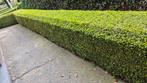 buxus gratis op te halen, Tuin en Terras, Ophalen, Buxus