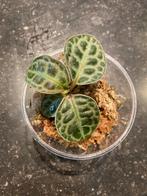 Labisia ‘Turtle back’, Overige soorten, Minder dan 100 cm, Groene kamerplant, Halfschaduw