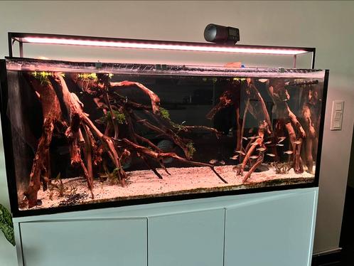 Talawa hout, Animaux & Accessoires, Poissons | Aquariums & Accessoires, Enlèvement ou Envoi