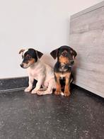 Jack russel pups te koop, Dieren en Toebehoren, Honden | Jack Russells en Terriërs, CDV (hondenziekte), België, Particulier, Jack Russell Terriër
