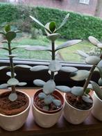 Crassula - jonge plantjes - reeds geworteld, Huis en Inrichting, Kamerplanten, Ophalen