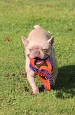 Franse Bulldog reu, Dieren en Toebehoren, België, Reu, CDV (hondenziekte), Bulldog