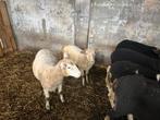 jaarling swifter ooi, Femelle, Mouton, 0 à 2 ans