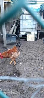 3 Jonge hanen te koop