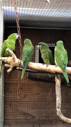 Te koop: Ara Nobilis 2025, Dieren en Toebehoren