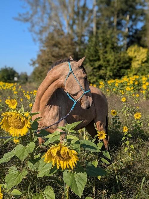 Prachtige valk Lusitano merrie 3 jaar, Animaux & Accessoires, Chevaux, Jument, Non dressé, Moins de 160 cm, 3 à 6 ans, Cheval de dressage