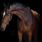 5 jarige dressuur ruin van jameson rs2, Dieren en Toebehoren, Paarden, Ruin, M, Dressuurpaard