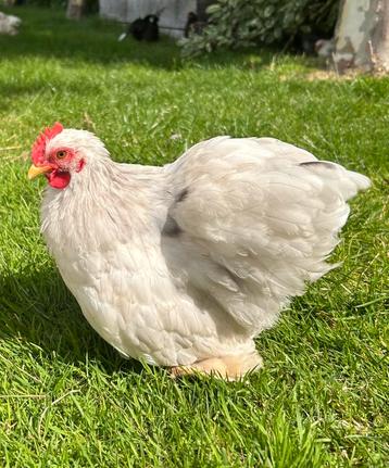 Cochin kriel blauw-wit gepareld beschikbaar voor biedingen