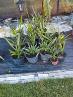 Winterharde palmboomjes en palmdtros, Ophalen of Verzenden