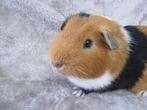 Mooie castraat, Dieren en Toebehoren, Knaagdieren, Cavia
