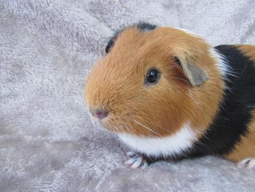 Mooie castraat, Dieren en Toebehoren, Knaagdieren, Cavia