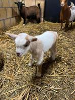 Ambrikoos dwerg geitje te koop eind 2025., Dieren en Toebehoren, Schapen, Geiten en Varkens, Mannelijk, Geit, 0 tot 2 jaar