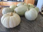 pompoenen bio, Ophalen of Verzenden
