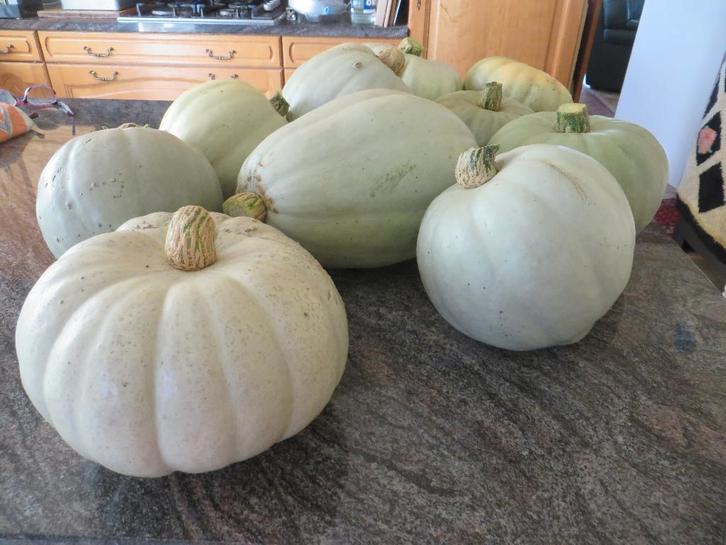 pompoenen bio, Diversen, Levensmiddelen, Ophalen of Verzenden