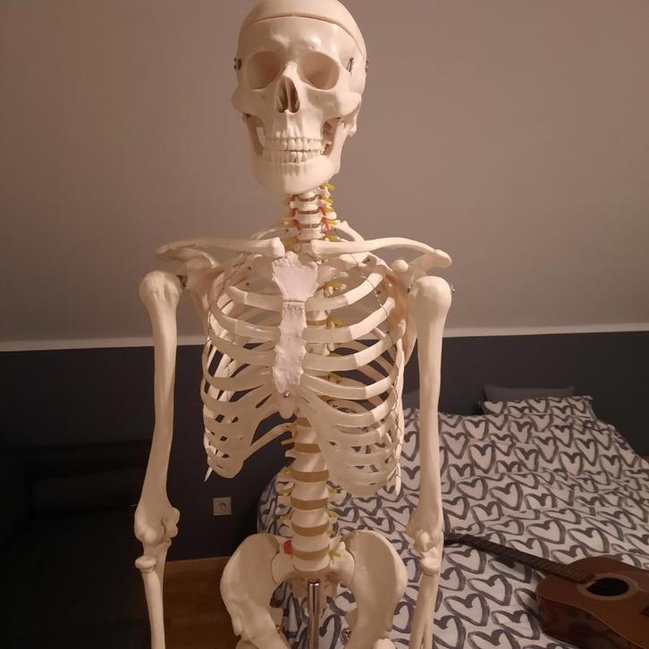 Levensgroot didactisch geraamte, Antiek en Kunst, Curiosa en Brocante, Ophalen