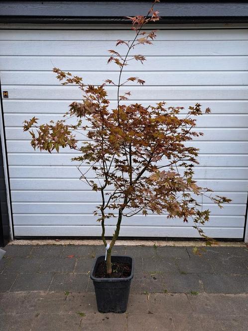 Acer palmatum Deshojo Nishiki Japanse Esdoorn rood, Tuin en Terras, Planten | Bomen, Overige soorten, 100 tot 250 cm, Lente, Ophalen