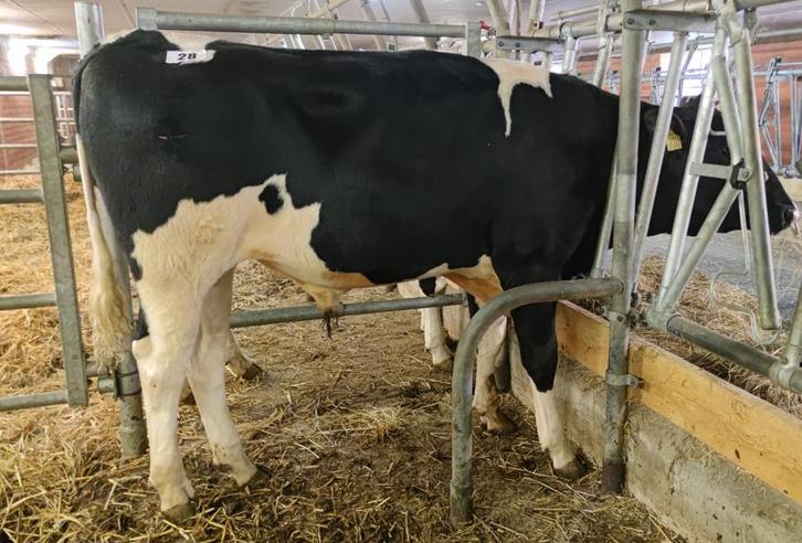 Zeer hoog geteste deksteir uit Osnabrück met 119 kg vet!!, Dieren en Toebehoren, Runderen, Mannelijk, 0 tot 2 jaar
