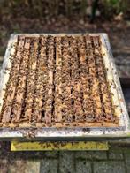 Bijenvolken met 11 raams kast simplex, Bijen