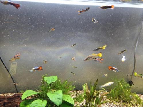 Guppy mix, Dieren en Toebehoren, Vissen | Aquariumvissen, Zoetwatervis, Vis, Schoolvis