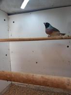 Gouldamadines