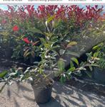 Photinia red Robin en Hortensia Limelight aan stuntprijzen., Jardin & Terrasse, Plantes | Arbustes & Haies, Enlèvement ou Envoi