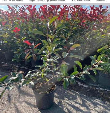 Photinia red Robin en Hortensia Limelight aan stuntprijzen. disponible aux enchères